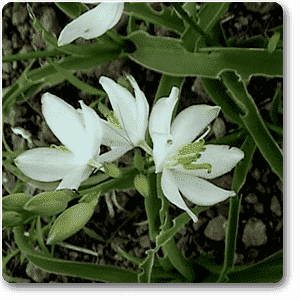 Chlorophytum Borivilianum - Plant