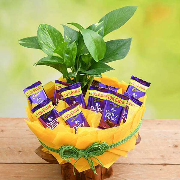 Chocolate Basket with Money Plant