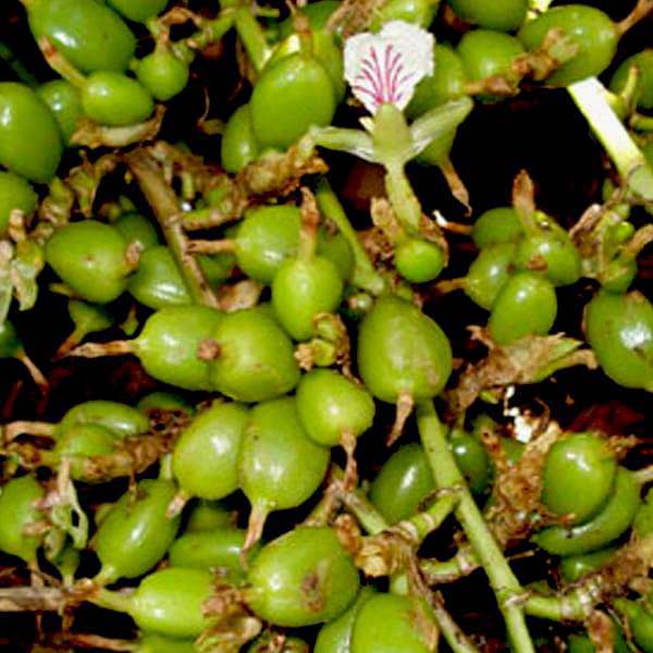 Choti Elaichi, Green Cardamom - Plant