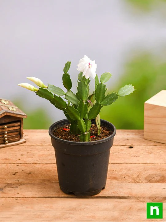 Christmas Cactus, Schlumbergera (Any Color) - Succulent Plant - Image 3