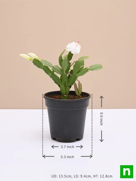 Christmas Cactus, Schlumbergera (Any Color) - Succulent Plant - Image 4