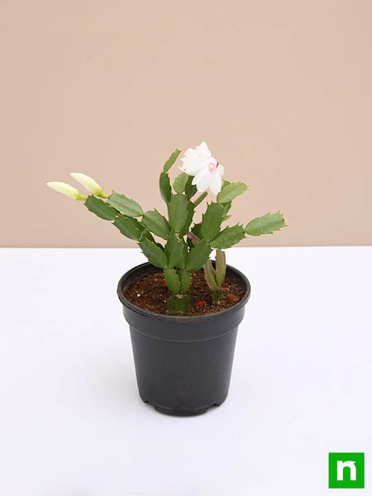 Christmas Cactus, Schlumbergera (Any Color) - Succulent Plant - Image 5