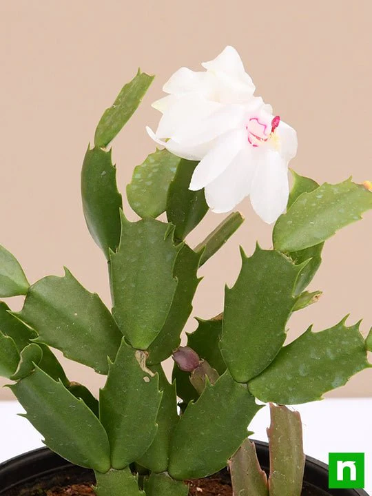 Christmas Cactus, Schlumbergera (Any Color) - Succulent Plant - Image 6