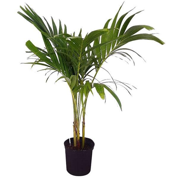 Christmas Palm, Manila Palm, Dwarf Royal Palm - Plant