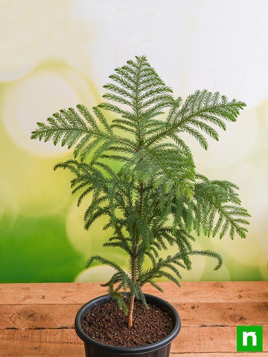 Christmas Tree - Plant - Image 2