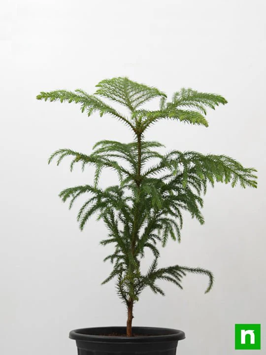 Christmas Tree - Plant - Image 3