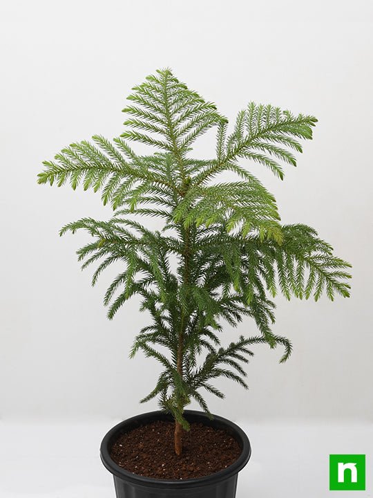 Christmas Tree - Plant - Image 4