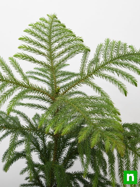 Christmas Tree - Plant - Image 5