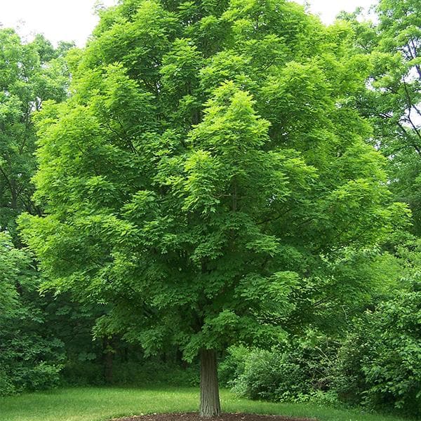 Chukrasia Tabularis, Jamaica Cedar - 0.5 kg Seeds - Image 2