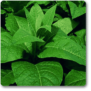 Cigarette - Plant - Image 2