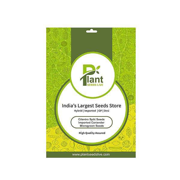 Cilantro Split Seeds Imported Coriander - Microgreen Seeds - Image 2