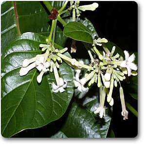 Cinchona - Plant