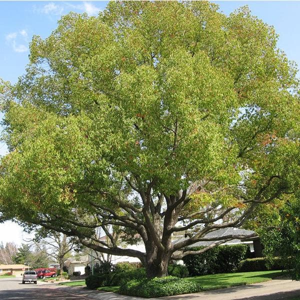 Cinnamomum Camphora, Camphor Tree - 0.5 kg Seeds - Image 2