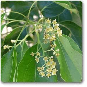 Cinnamomum camphora, Kapur - Plant