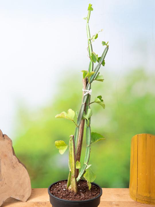 Cissus Quadrangularis, Hadjod - Plant - Image 2