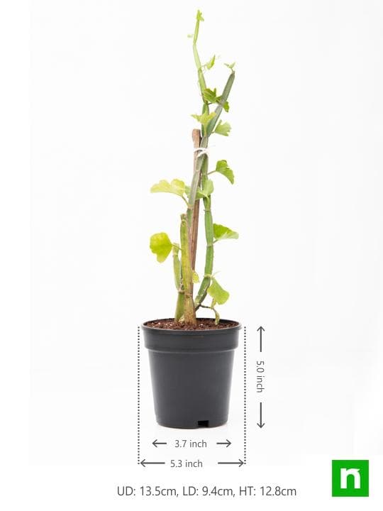 Cissus Quadrangularis, Hadjod - Plant - Image 3