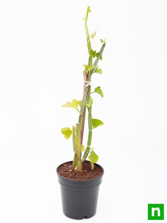 Cissus Quadrangularis, Hadjod - Plant - Image 4