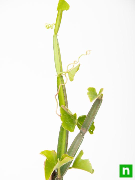 Cissus Quadrangularis, Hadjod - Plant - Image 5