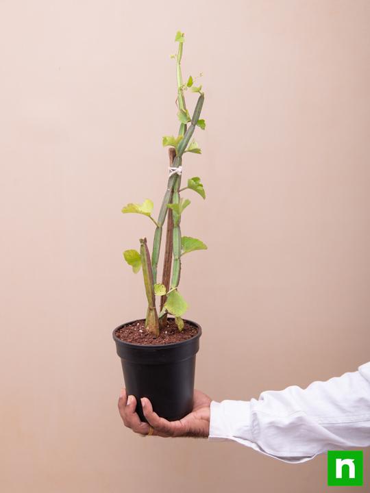 Cissus Quadrangularis, Hadjod - Plant - Image 6