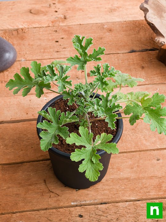 Citronella, Odomas - Plant - Image 2