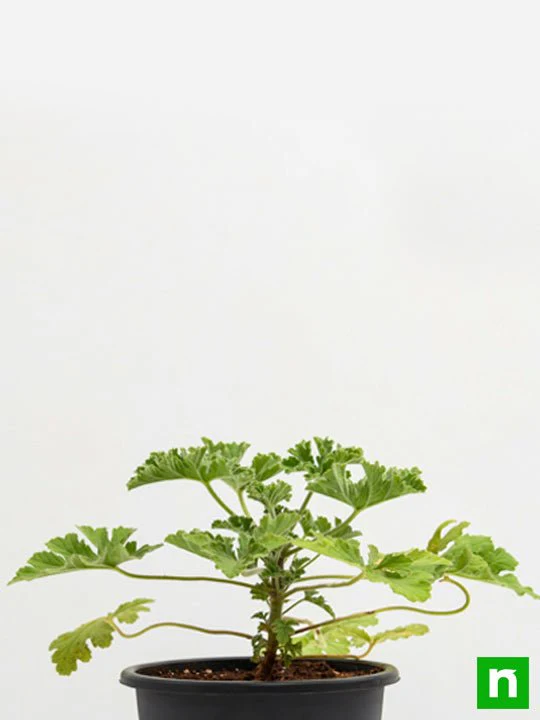 Citronella, Odomas - Plant - Image 3