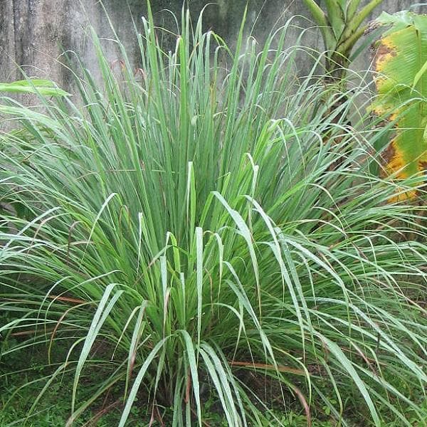 Citronella - Plant