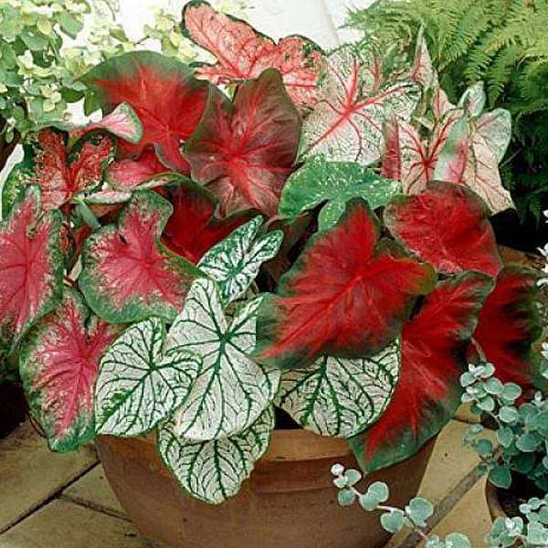 Classic Caladiums - 20 Bulbs Pack