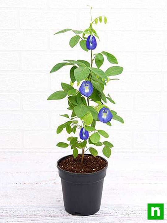 Clitoria Ternatea, Gokarna (Blue) - Plant - Image 2