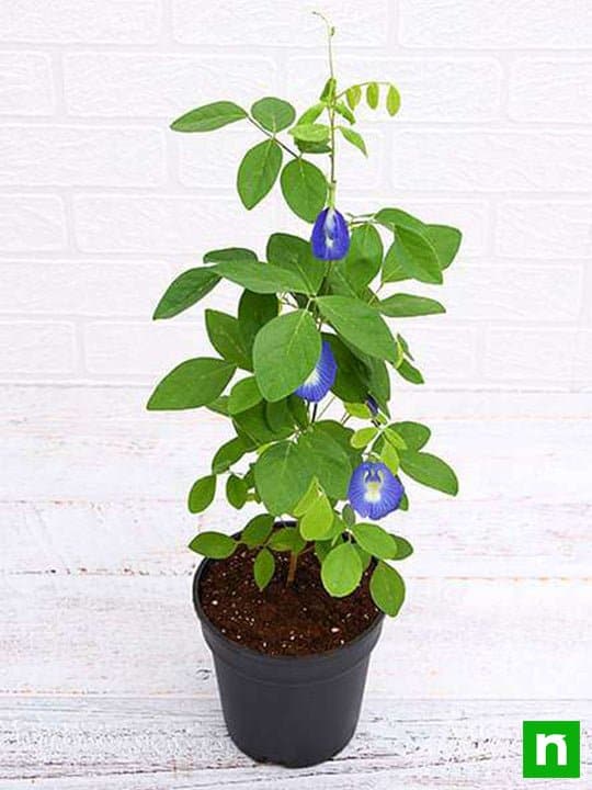Clitoria Ternatea, Gokarna (Blue) - Plant - Image 3