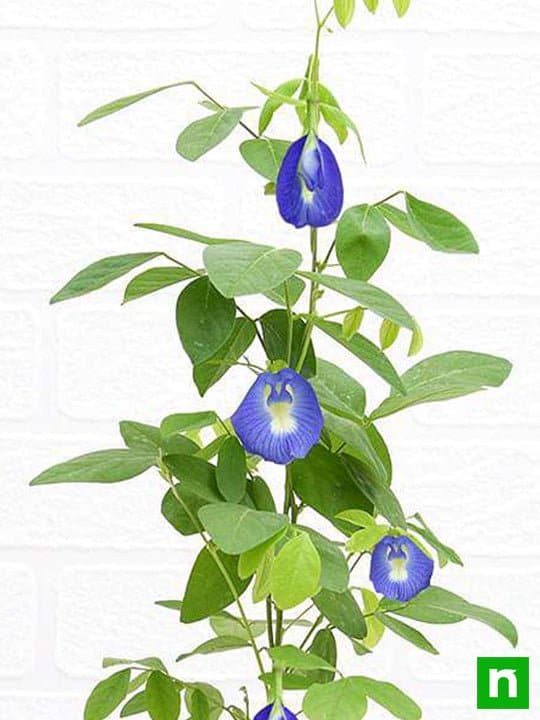 Clitoria Ternatea, Gokarna (Blue) - Plant - Image 4