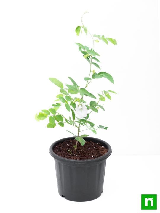 Clitoria Ternatea, Gokarna (White) - Plant - Image 3