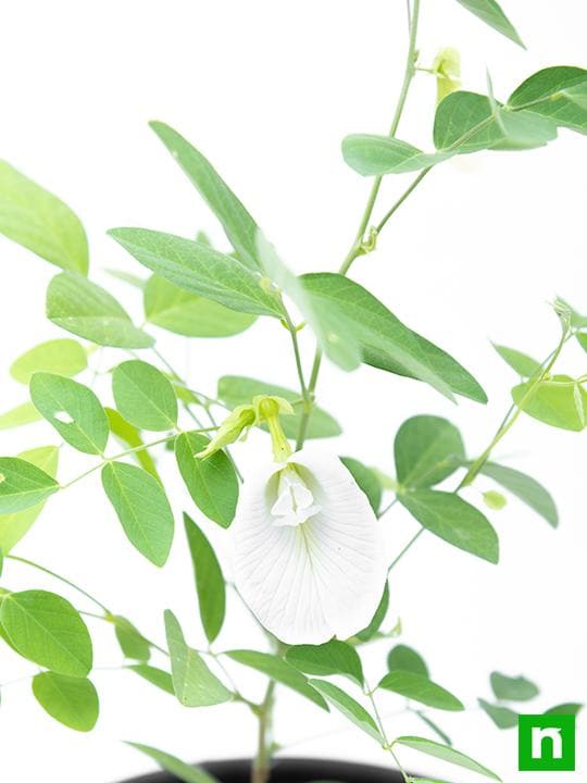 Clitoria Ternatea, Gokarna (White) - Plant - Image 4