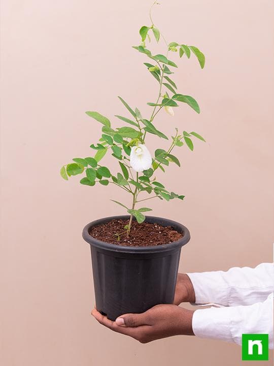 Clitoria Ternatea, Gokarna (White) - Plant - Image 5