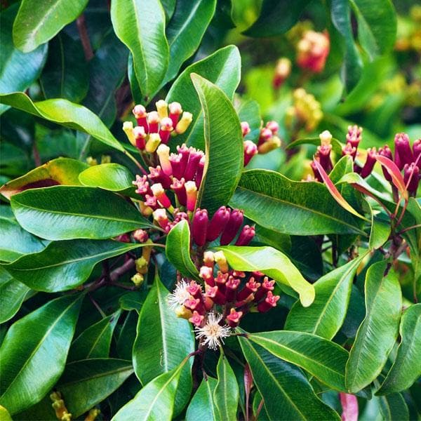 Cloves - Plant