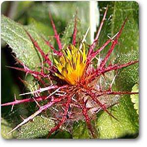 Cnicus benedictus - Plant