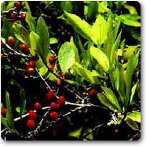 Coca - Plant