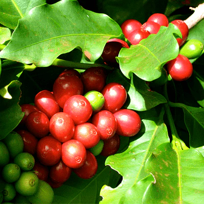 Coffee Plant, Coffea arabica - Plant