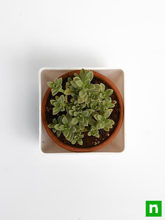 Coleus coerulescens - Succulent Plant - Image 5