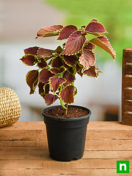 Coleus (Green Maroon) - Plant - Image 2