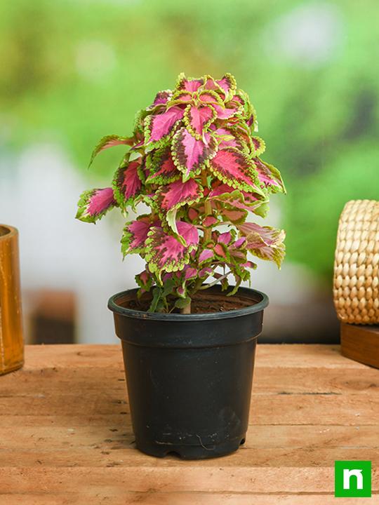 Coleus (Green Pink) - Plant - Image 2