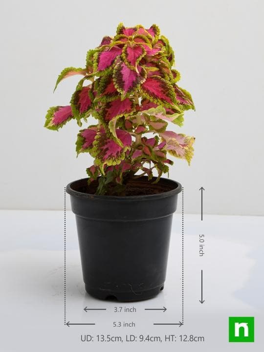 Coleus (Green Pink) - Plant - Image 3