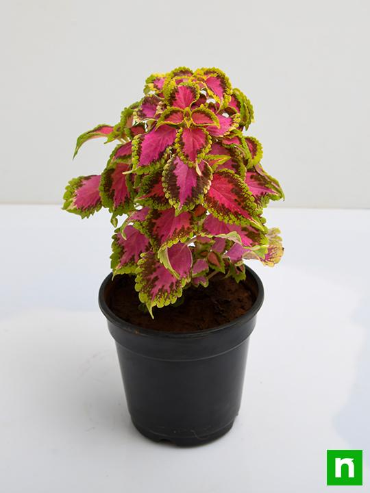 Coleus (Green Pink) - Plant - Image 4
