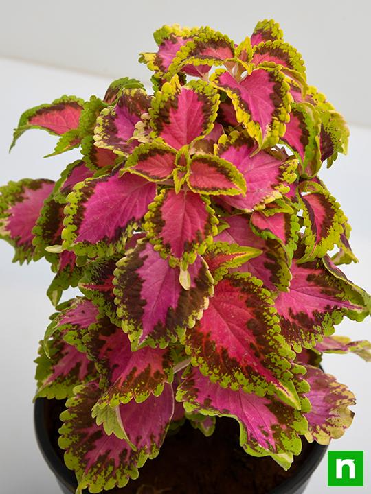 Coleus (Green Pink) - Plant - Image 5