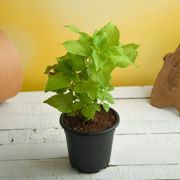 Coleus (Green) - Plant