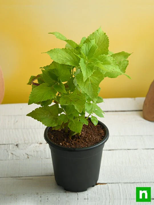 Coleus (Green) - Plant - Image 2