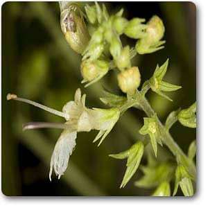 Collinsonia canadensis - Plant