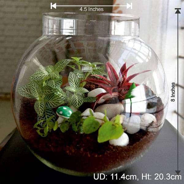 Colorful round terrarium (8in Ht)