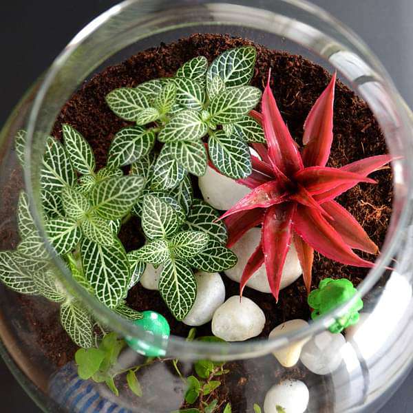 Colorful round terrarium (8in Ht) - Image 2