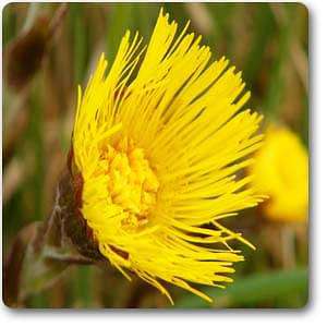 Coltsfoot - Plant