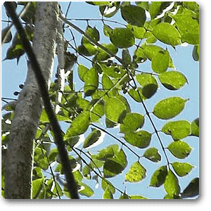 Commiphora Mukul, Guggal, Guggul - Plant